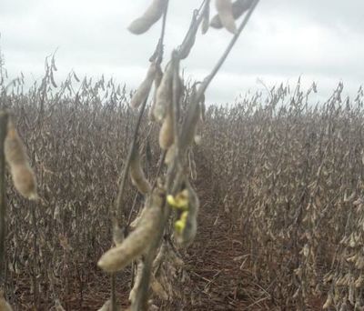 Lluvias ya generan pérdidas al agro