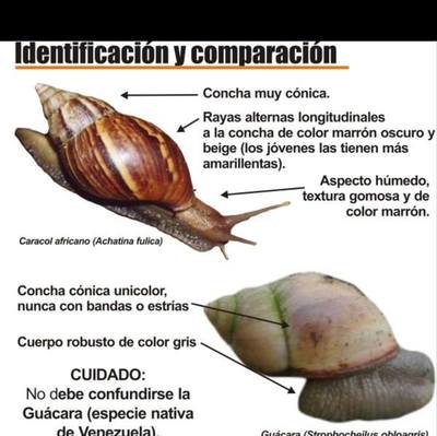 Tras las lluvias, reaparecen caracoles africanos en el Este