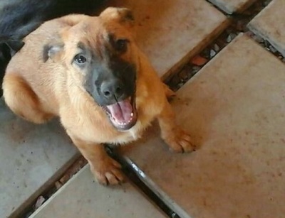 Más de treinta perros buscan ser adoptados