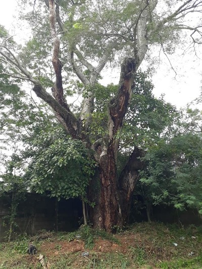 Buscan que el Timbó guasú de Patiño-cue sea patrimonio histórico de Itauguá