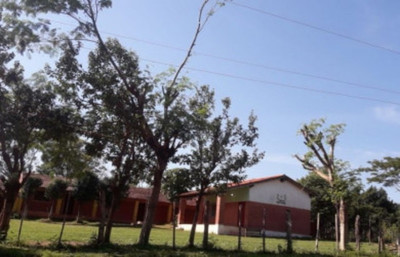 Podando un árbol encontró la muerte