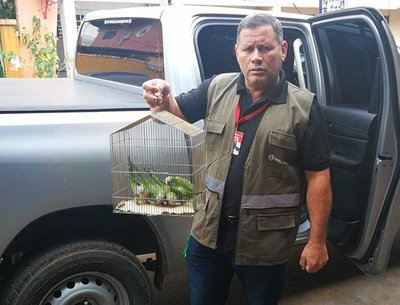 Intervienen y rescatan aves silvestres del mercado municipal de Itauguá