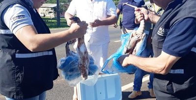 Ministerio del Ambiente decomisa animales silvestres faenados en San Pedro