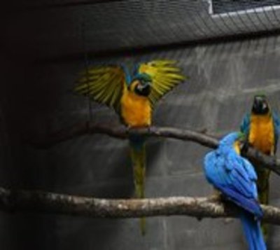 Itaipú conservará 10 guacamayos que están en peligro de extinción