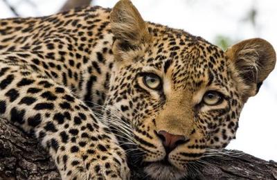 Espectacular fotografía muestra la capacidad de los leopardos para camuflarse