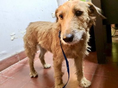 ¡Ayudemos a esta perrita a volver a casa!
