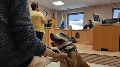 España: una perra asiste como testigo a un juicio por maltrato animal