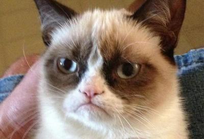 Grumpy Cat, la gata gruñona de los memes, muere a los siete años
