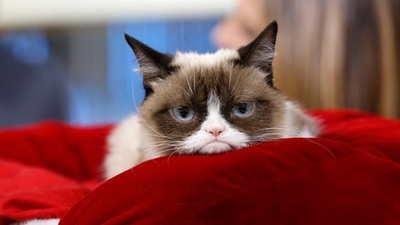 Muere “Grumpy Cat”, gata famosa de internet
