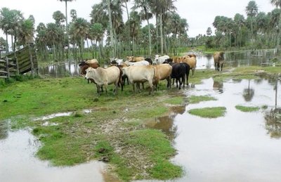 Sombrío panorama en sector ganadero por inundaciones