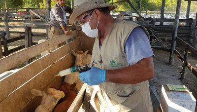 Periodo de vacunación: “Aproximadamente 59% de los productores estarían en condiciones de inmunizar a sus animales”