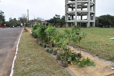Ayolas: Conmemorarán Día del Árbol reforestando
