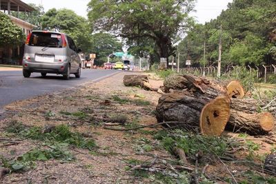 Condenado a tres años de cárcel por tala de bosque
