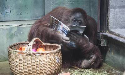 “Sandra”, la orangutana que se convirtió en “persona”