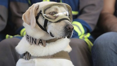 Se jubiló Frida, la famosa perrita que rescató a más de 50 personas