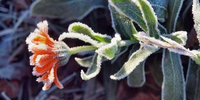 Que la helada no dañe tus plantas