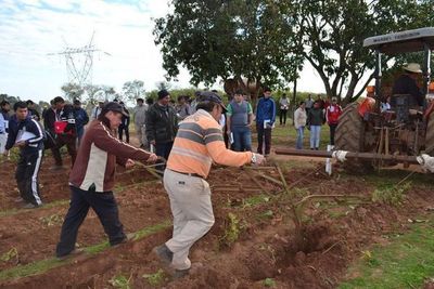 Promueven el cultivo de papa en Misiones