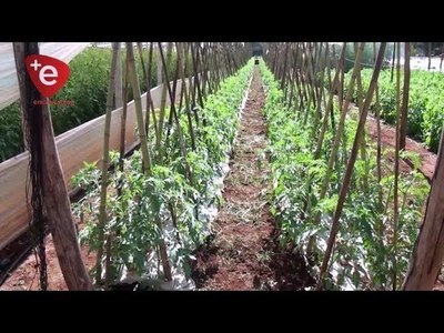 BAJA MOROSIDAD EN EL CRÉDITO AGRÍCOLA DE HABILITACIÓN