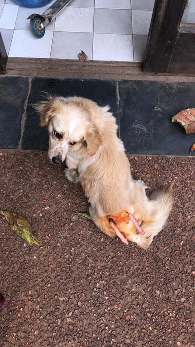 Necesitan una jaula para perrita recién operada