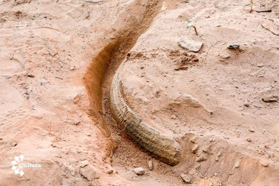 Verifican hallazgos arqueológicos en Limpio