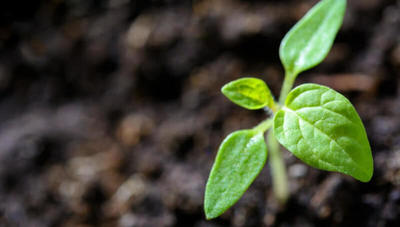 ¿Problemas con el cultivo de hortalizas o el ganado? Esta app te puede ayudar