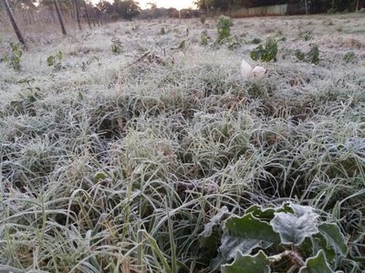 Extensión Agraria reporta daños a cultivos en Caaguazu