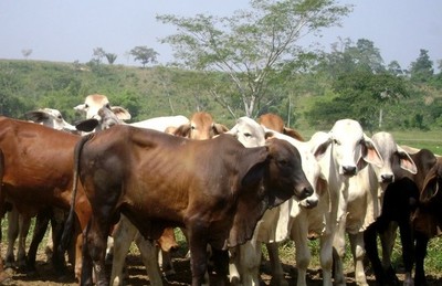 Estrategias para la producción ganadera en invierno