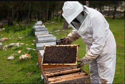 Muerte de abejas en Brasil, un mensaje para la humanidad