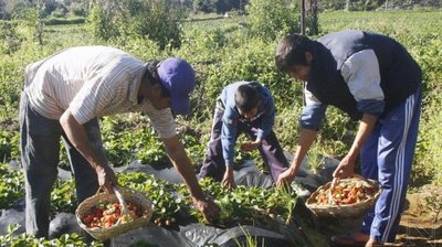 Gobierno ratifica apoyo a productores frutihortícolas