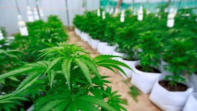Proponen despenalizar el autocultivo del cannabis con fines medicinales