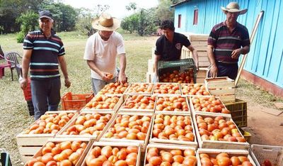 Hoy será el último día del tomate a G 2.500 el kilo
