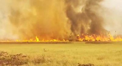 Animales calcinados y desesperación en el Gran Chaco Sudamericano