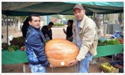 Producen zapallo de 50 kilos