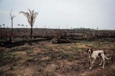 La deforestación en la Amazonía brasileña saltó un 222 % en agosto