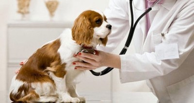 Una rara enfermedad afecta a los perros en Noruega, ya murieron 26