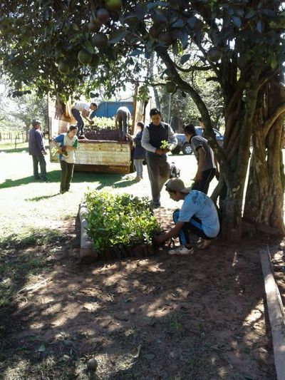 La campaña #ParaguayPlanta de A Todo Pulmón suma voluntarios en el Guairá