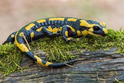 Identifican una nueva salamandra gigante como el anfibio más grande del mundo