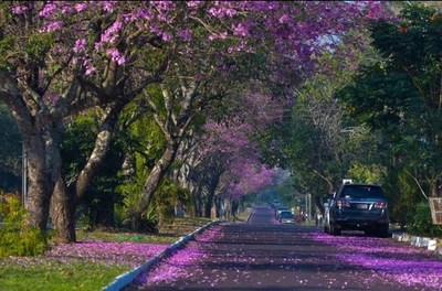 Anuncian viernes con bajas probabilidades de lluvias para el sur