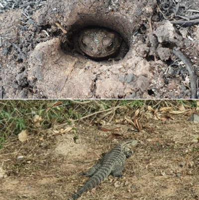 MADES evalúa daños a la fauna y flora del Parque Guasú causados por incendio