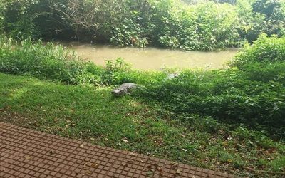Confirman presencia de yacaré en Lago de la República