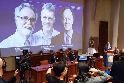 Estadounidenses Kaelin y Semenza y británico Ratcliffe ganan Nobel de Medicina