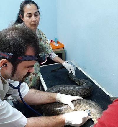 Murieron dos reptiles rescatados tras los incendios en Parque Guasu