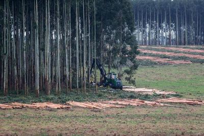 Uruguay y su forestación, el pilar del desarrollo sustentable
