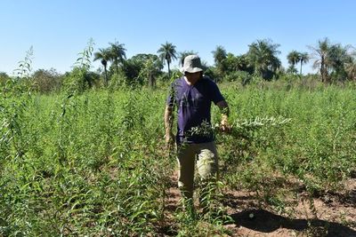 Inician cosecha de plantas medicinales en Santiago, Misiones