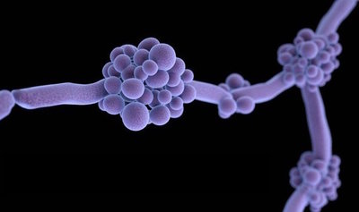 La infección misteriosa que se propaga por el mundo en un clima de secreto