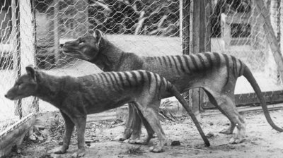 Misterio: Un animal que se creía extinto fue visto 8 veces en los últimos años