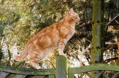 Peligro en el jardín: Cómo proteger a los gatos de accidentes