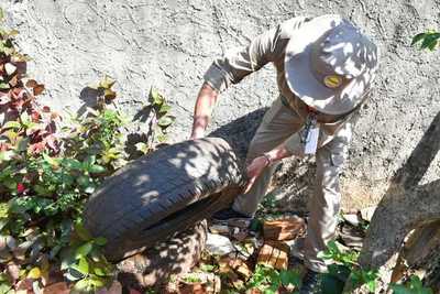 Paraguay en alerta ante aumento de casos de dengue en las Américas
