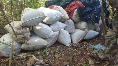 Hallan 9,8 toneladas de marihuana en establecimiento de Capitán Bado