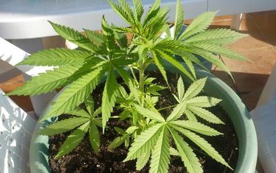 Decretan producción e industrialización de marihuana: 25 mil famiias podrán cultivar 2 hectáreas cada una